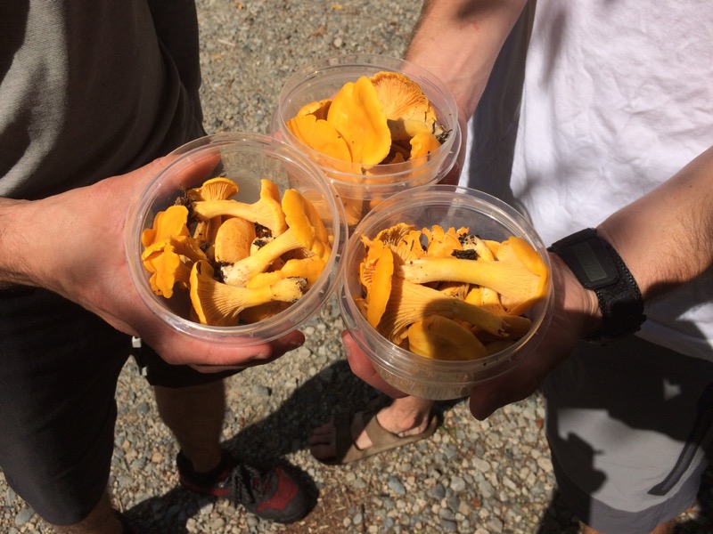 Golden Chanterelles White Mountains NH