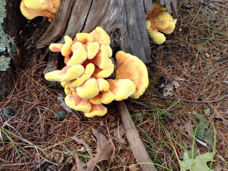 Chicken of the woods / laetiporus sulphureus