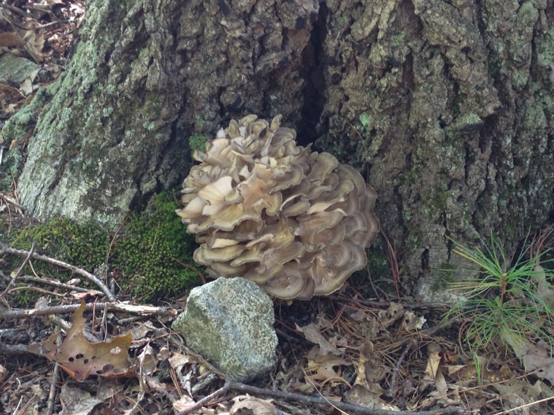 Hen of the Woods / Maitake